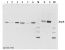 AtpB | Beta subunit of ATP synthase (chloroplastic + mitochondrial) (rabbit) (10 µl)